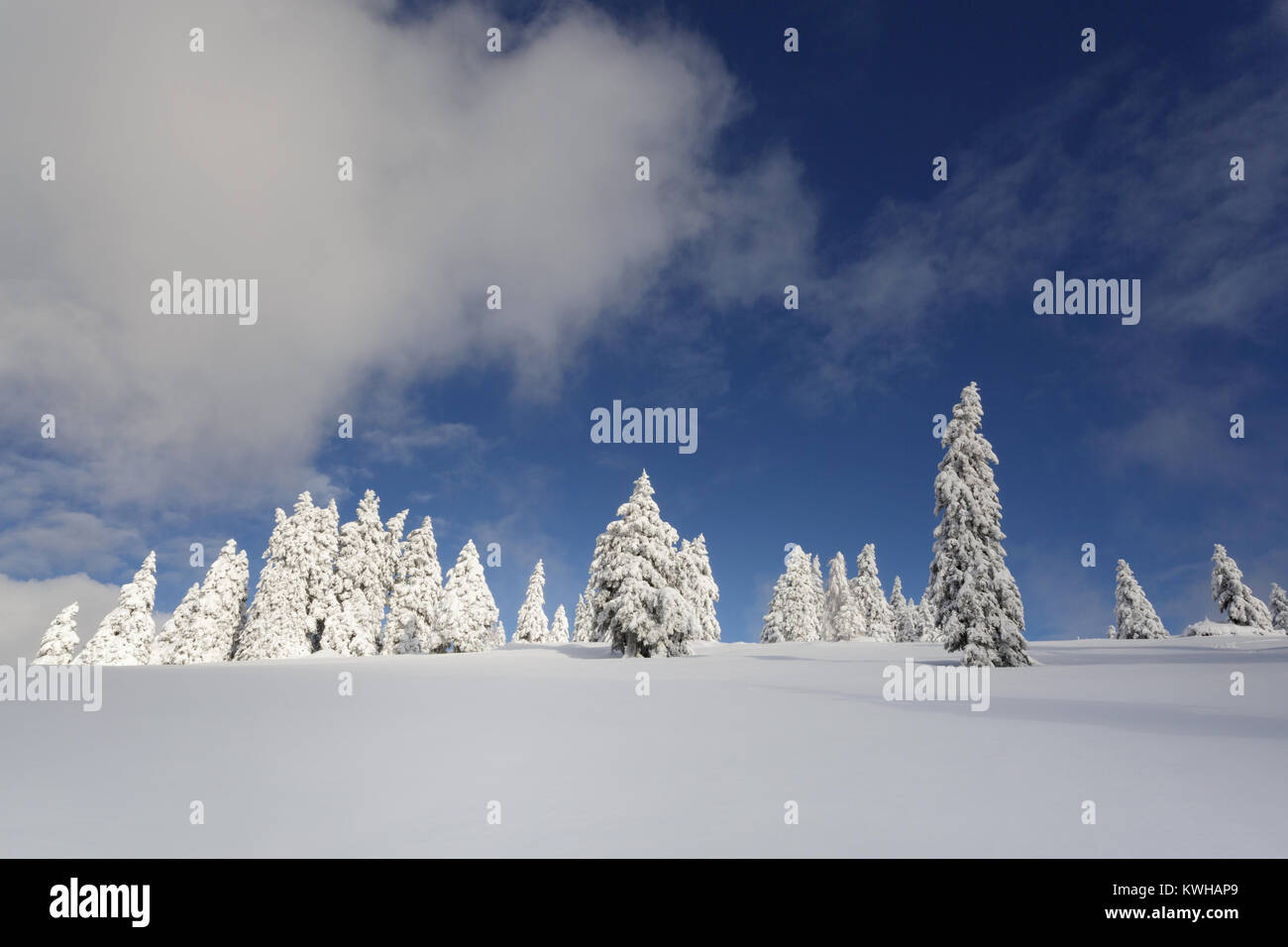 Winter Wonderland, sapins gelés sur une montagne couverte de neige, la Slovénie, de Krvavec. Banque D'Images