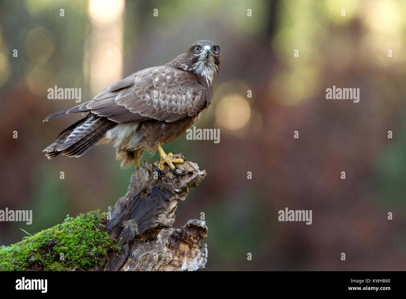 buteo buteo Banque D'Images