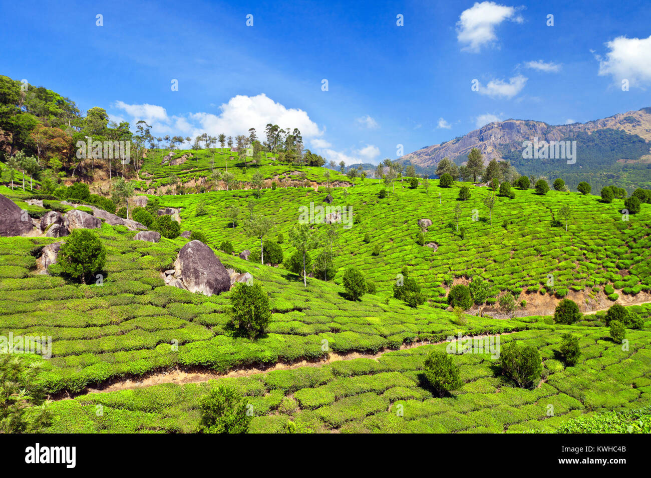 La plantation de thé de Munnar, Inde Banque D'Images