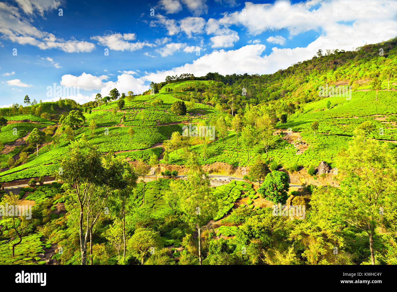 La plantation de thé de Munnar, Inde Banque D'Images