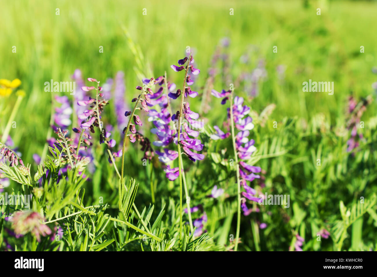 Fleurs de pois sauvage sur un arrière-plan flou de l'herbe verte. Profondeur de champ Banque D'Images