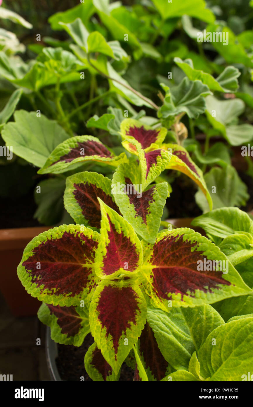 purple oxalis plant Oxalis Triangularis  Bloomspace
