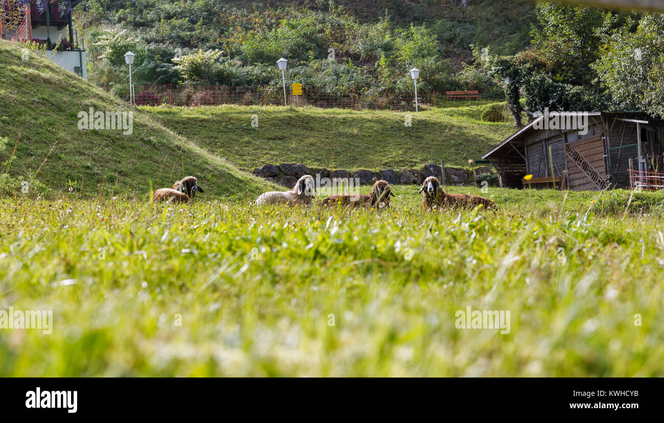 Un petit troupeau de moutons paissant sur l'herbe prairie derrière la clôture en Styrie, Autriche. Banque D'Images