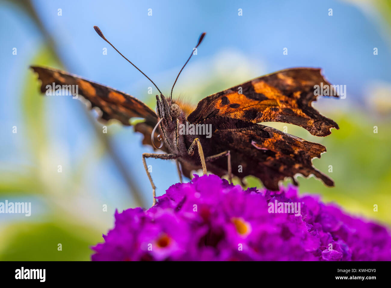 Virgule papillon sur Buddleia Banque D'Images