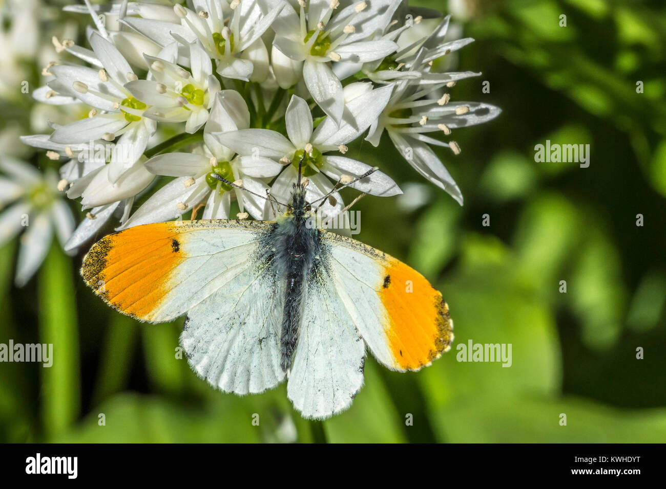 Embout mâle orange papillon sur fleur. Banque D'Images