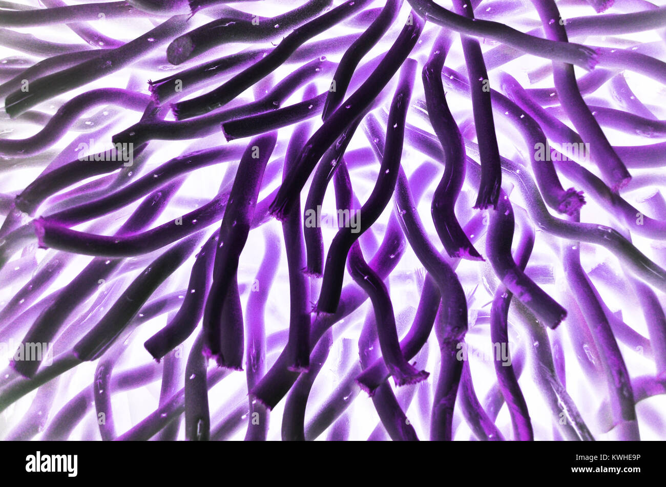 Abstract design avec des bâtons en bois Banque D'Images