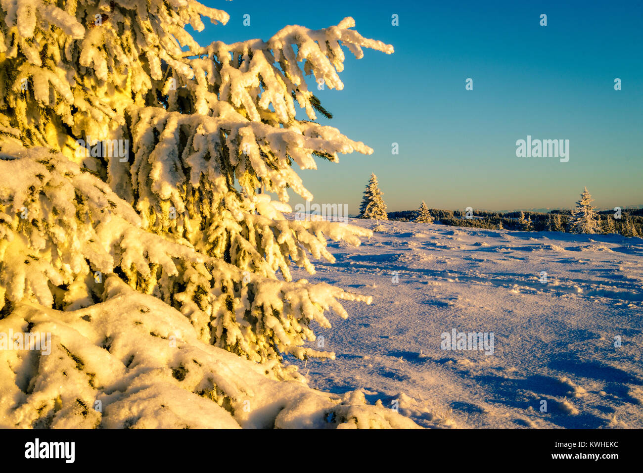 Un sapin recouvert de neige dans le coucher du soleil rougeoyant s'allume sur le dessus de l'tübenwasen' dans la forêt-noire. Une parfaite journée d'hiver. Banque D'Images