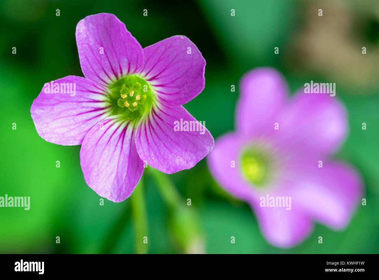 Le trèfle violet et rose Oxalis petite fleur gros plan super macro, fond vert Banque D'Images