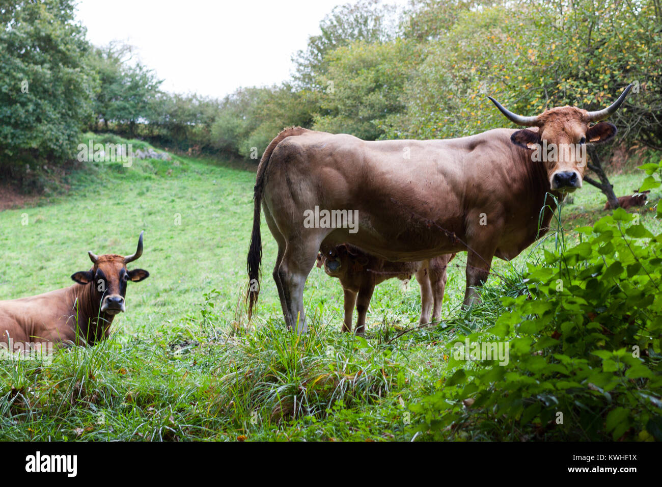 Vache brune à soupçonneusement tout en alimentant un veau Banque D'Images