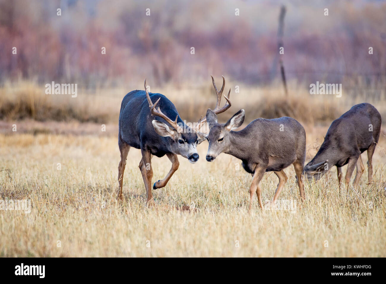 Rocky Mountain le Cerf mulet (Odocoileus hemionus hemionus), Bernardo Domaine de la sauvagine, Socorro Co., New Mexico, USA. Banque D'Images