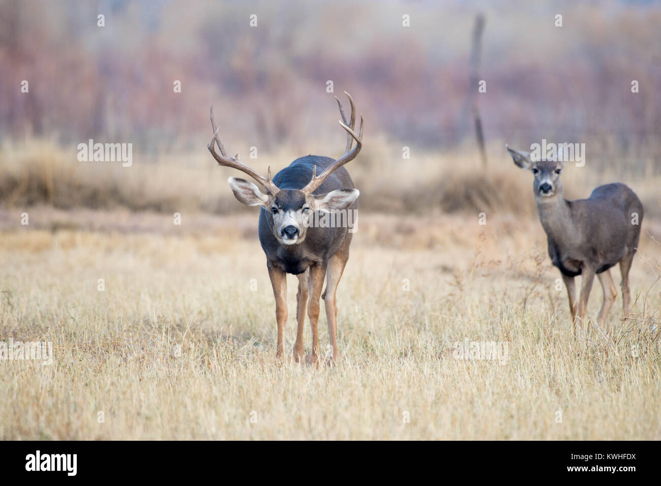 Rocky Mountain le Cerf mulet (Odocoileus hemionus hemionus), Bernardo Domaine de la sauvagine, Socorro Co., New Mexico, USA. Banque D'Images