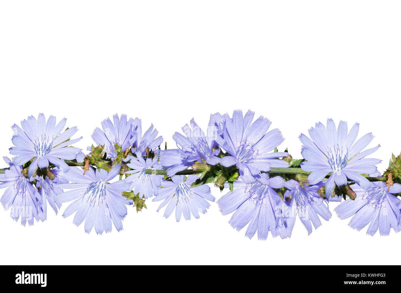 Arrangement des fleurs bleu clair, isolé sur un fond blanc. Libre. Gros shaggy fleur pour la conception. Banque D'Images