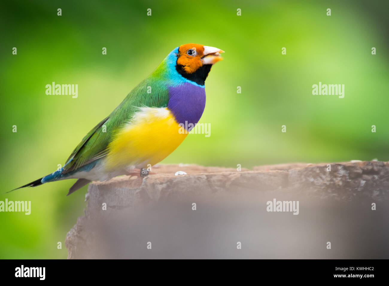 Un beau portrait d'un oiseau Gouldian Finch Banque D'Images