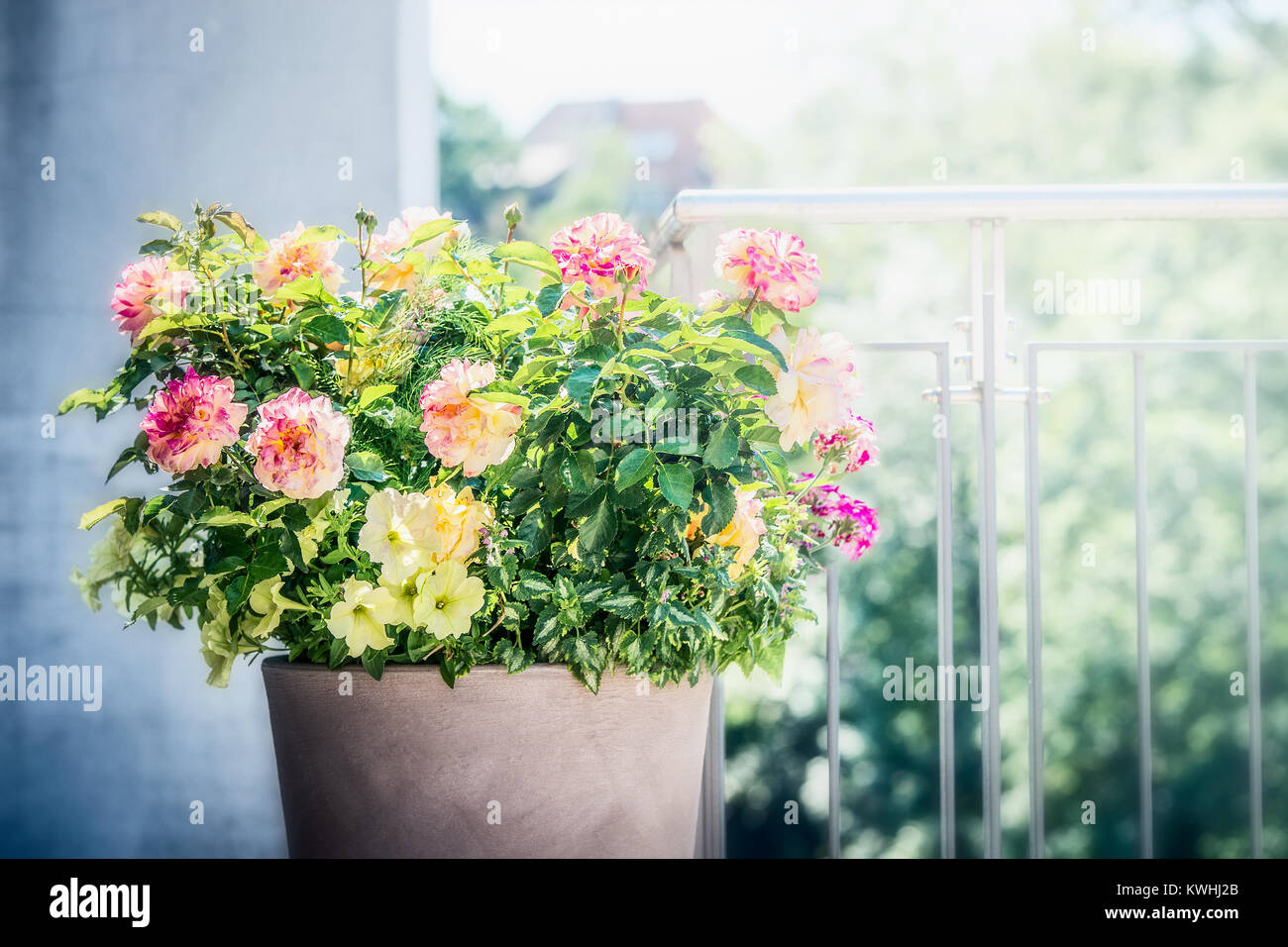 Joli patio en pot de fleurs : roses, pétunias et fleurs verveines sur balcon ou terrasse. Conteneur de jardinage urbain du semoir Banque D'Images