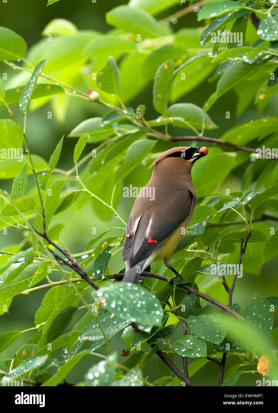 Un seul oiseau Jaseur boréal Bombycilla cedrorum,, perché dans un pommetier en mangeant des fruits. Banque D'Images