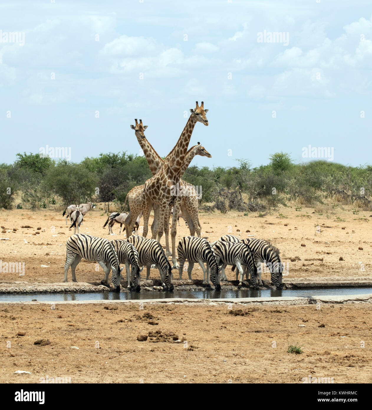 Le zèbre, la girafe et l'oryx à un étang dans le parc national d'Etosha, Namibie. Très agréable de voir trois espèces distinctes qui vivent en harmonie attendaient leur tour. Banque D'Images