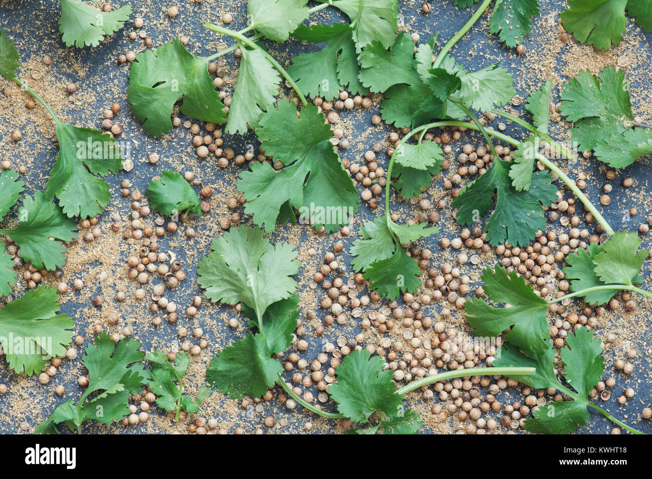 Coriandrum sativum. Les graines de coriandre, les feuilles et poudre sur l'ardoise Banque D'Images