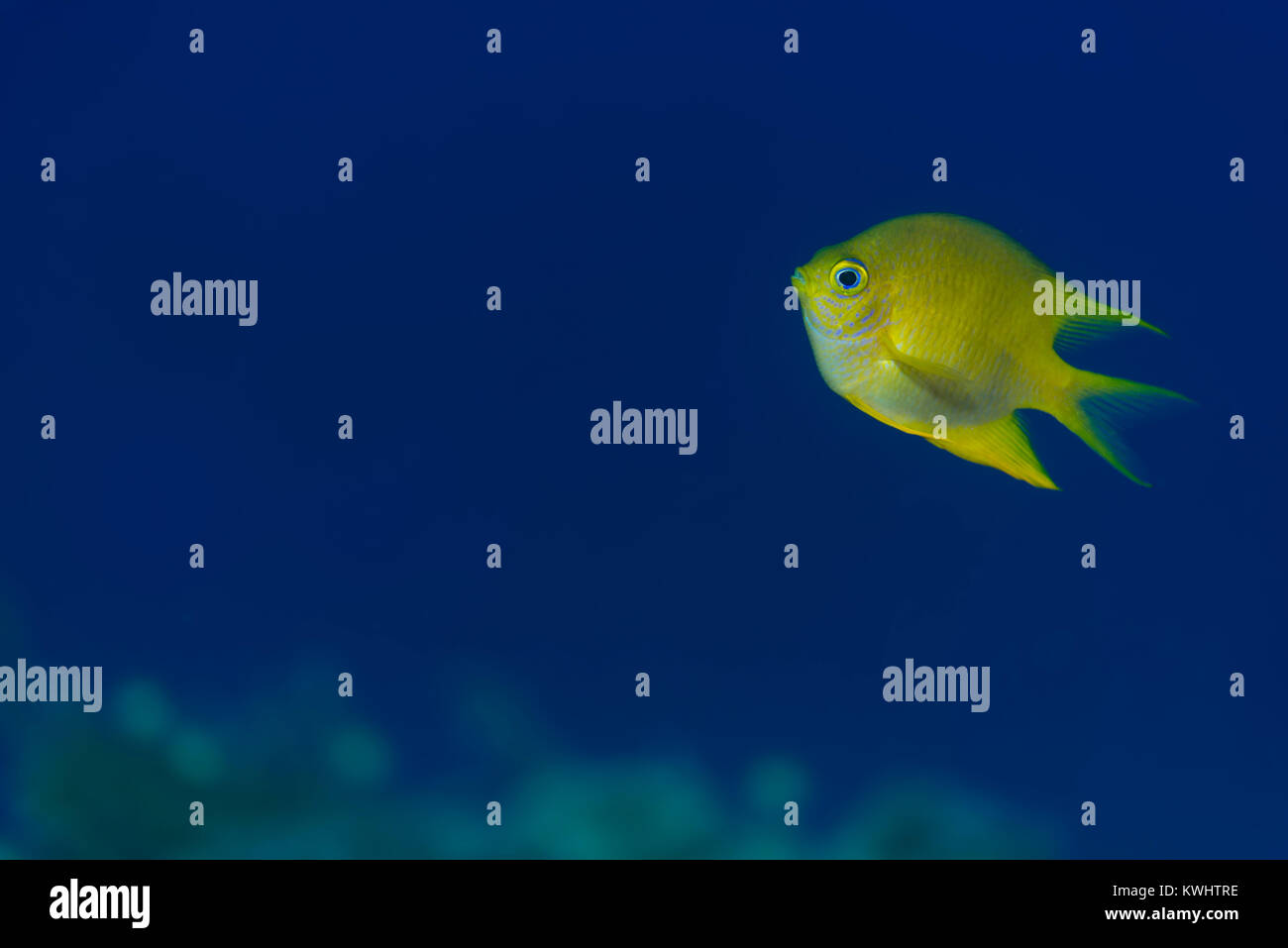 Demoiselle d'or sur un récif à Camiguin, Philippines Banque D'Images