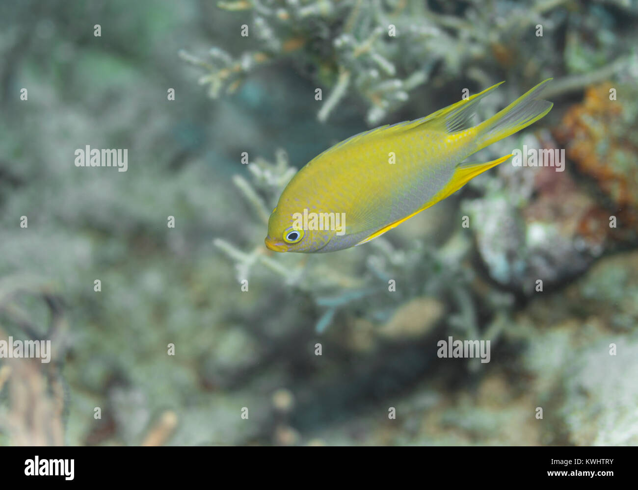Demoiselle d'or sur un récif à Camiguin, Philippines Banque D'Images