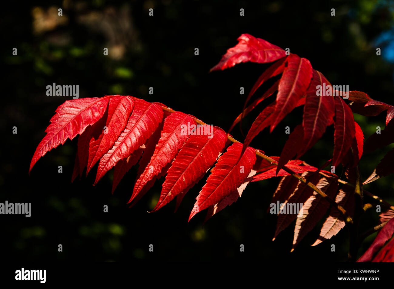 Sumach. inAutumn Banque D'Images