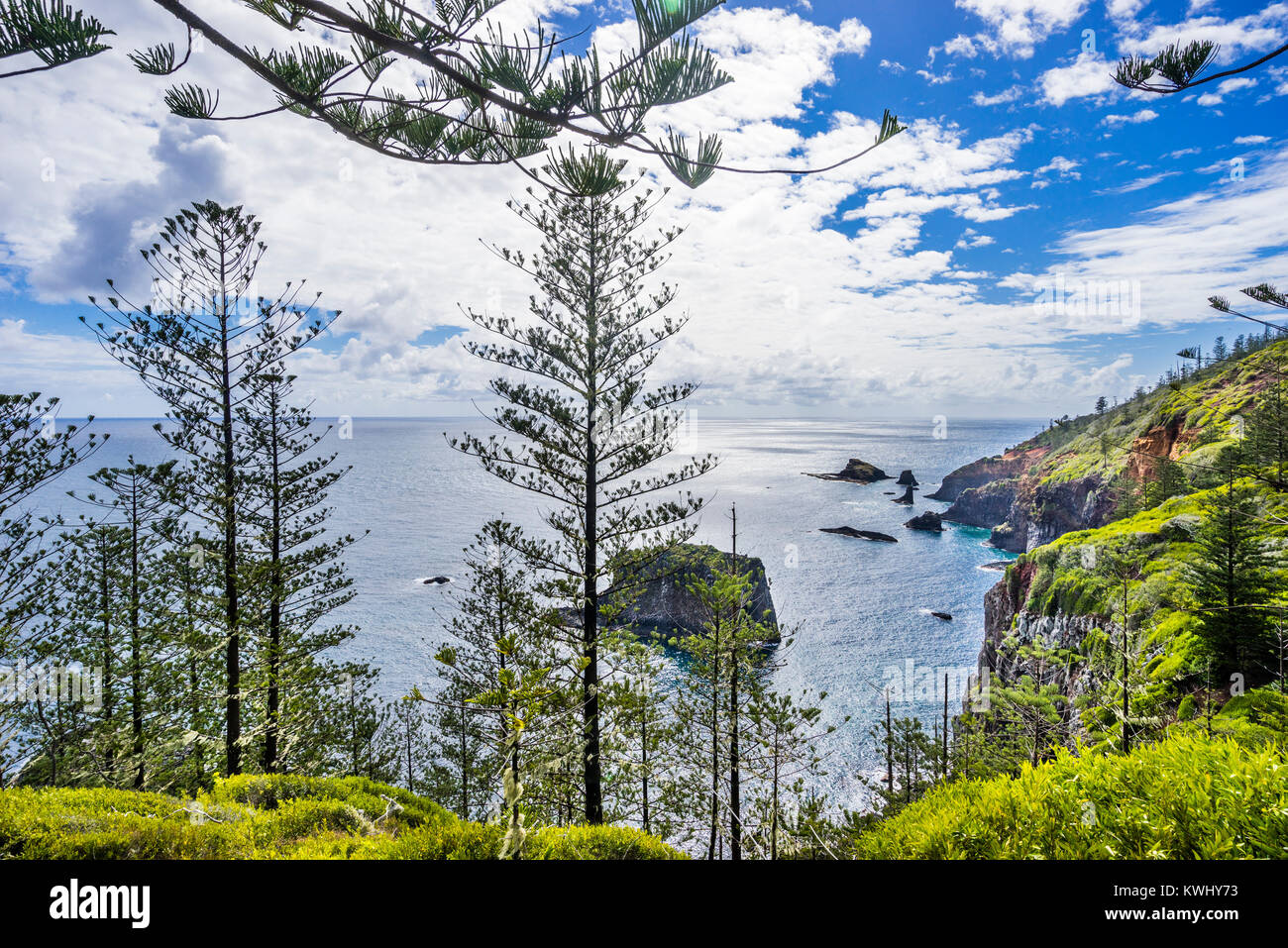 L'île de Norfolk, territoire extérieur australien, Norfolk Island National Park, l'île Norfolk majestueux Araucaria heterophylla (pin) se développer par le côté o Banque D'Images