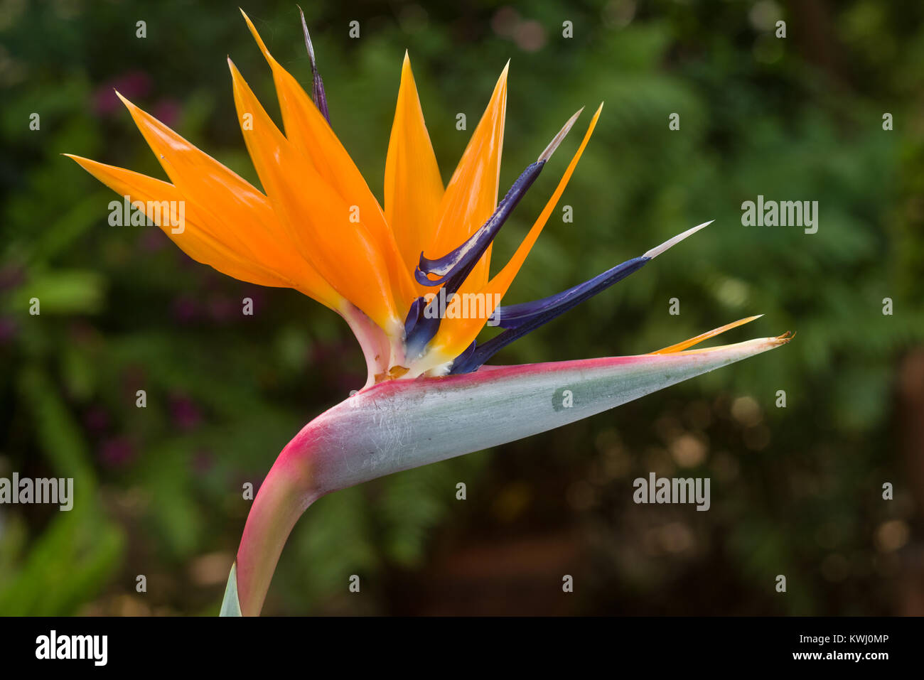Oiseau De Paradis Strelitzia Reginae Fleurs En Pleine