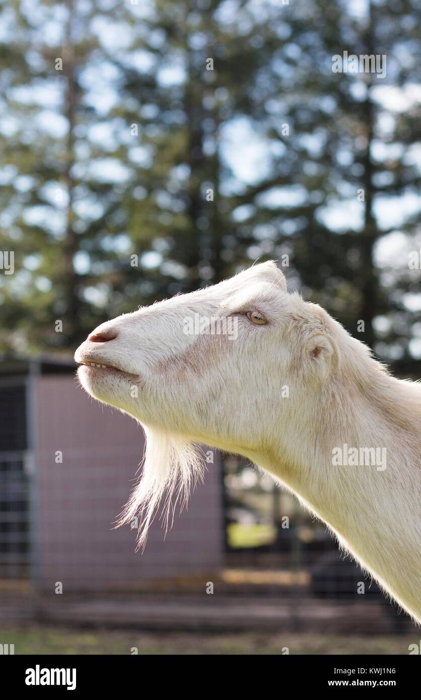 Profil d'une chèvre blanche avec une barbe. Banque D'Images