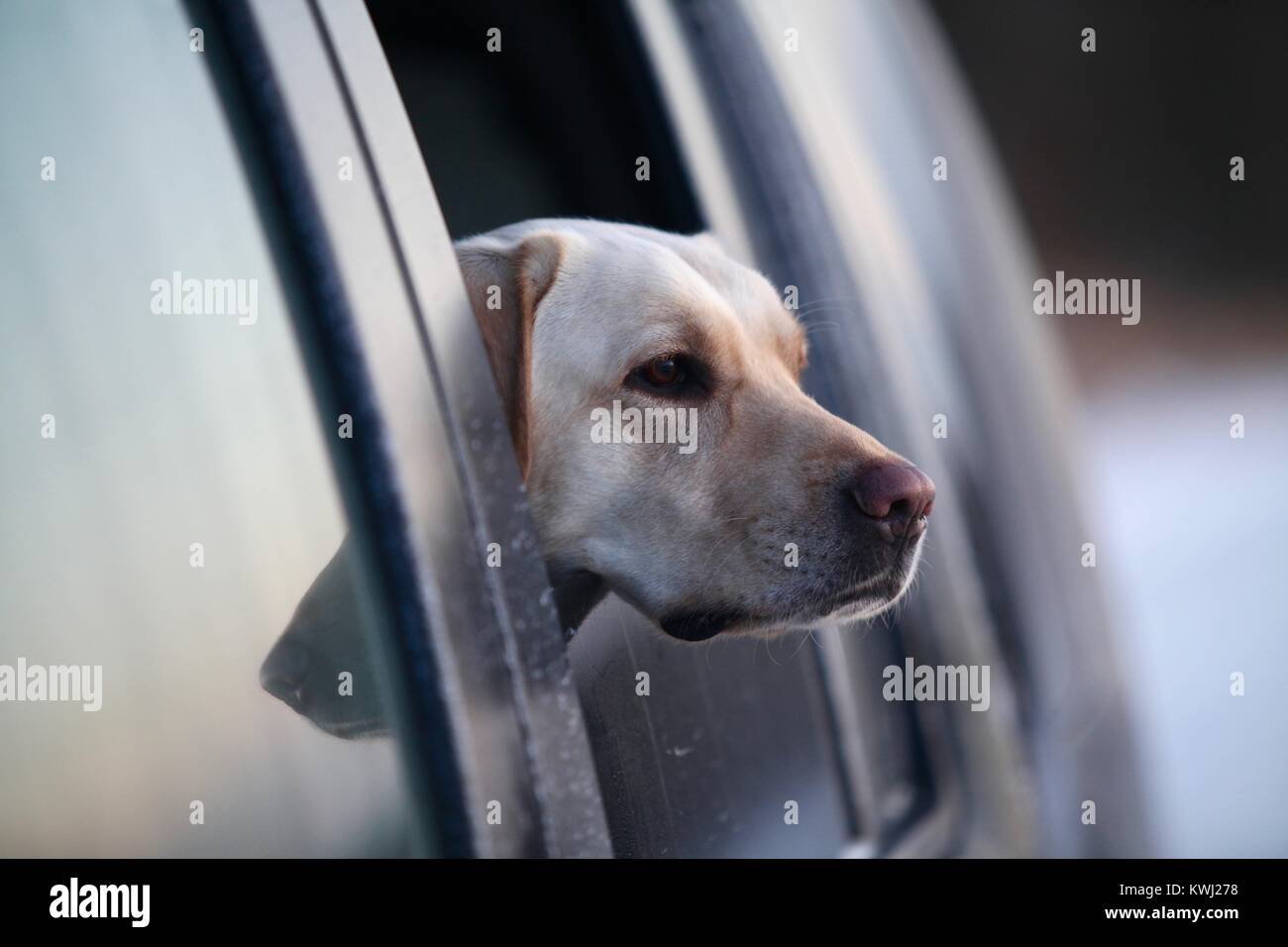 Labrador chien regarde par la fenêtre ouverte d'une voiture avec le coucher du soleil réfléchissant sur un road trip Banque D'Images