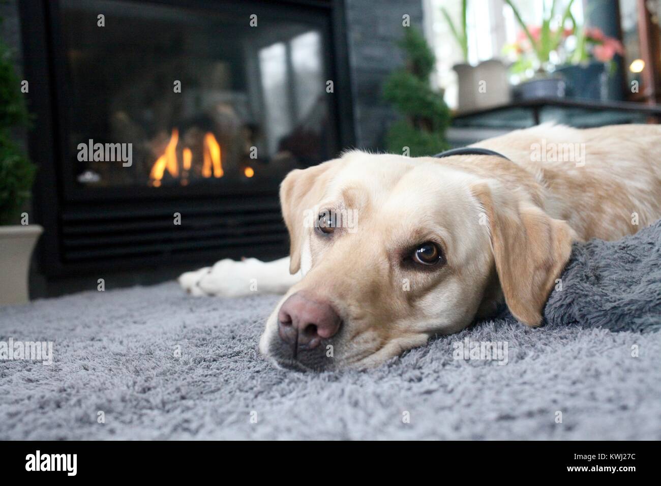 Chien Labrador couché devant une cheminée pour vous réchauffer dans l'hiver Banque D'Images