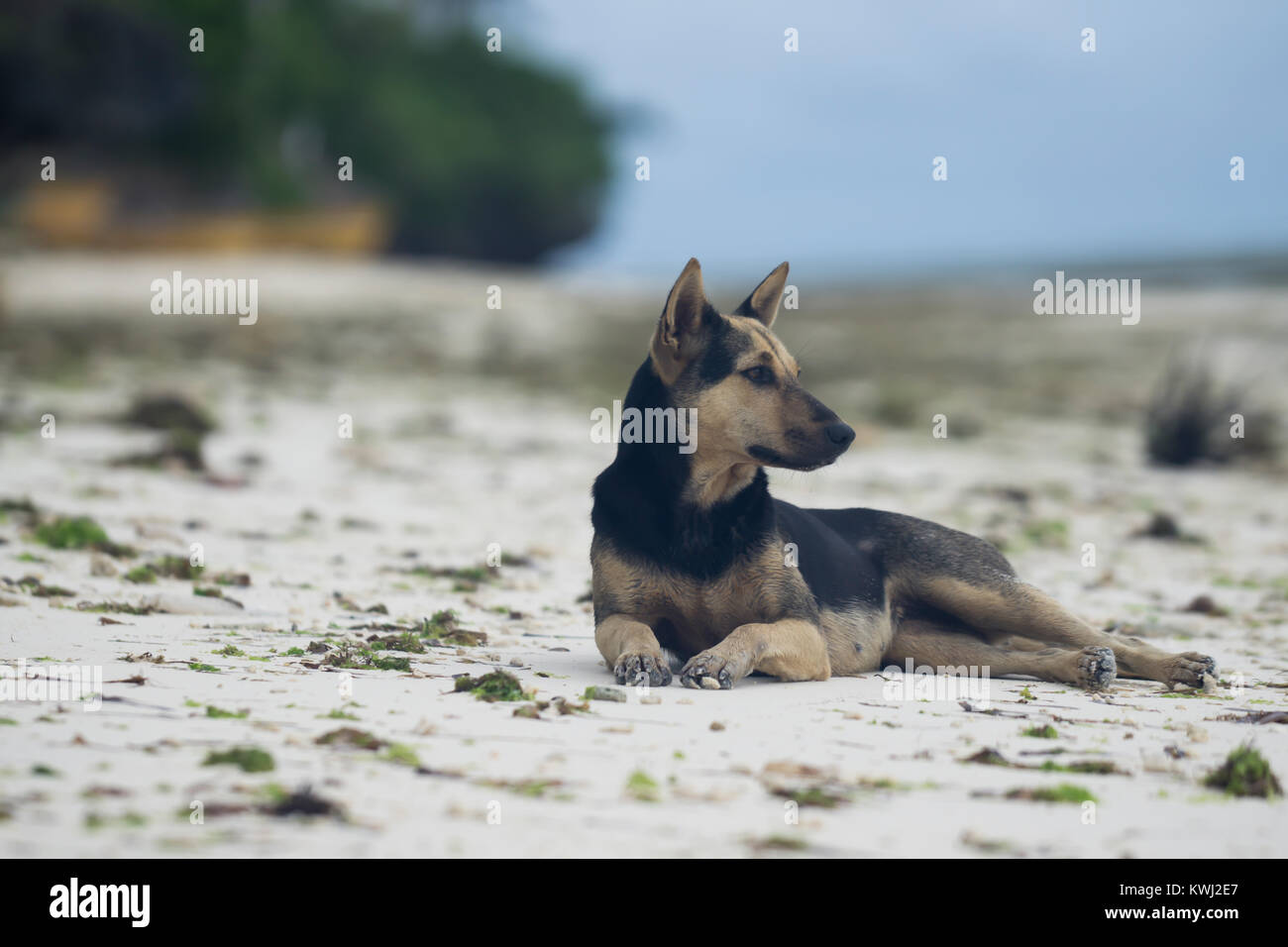 Portrait d'un chien allongé sur une plage, Bohol Philippines, Banque D'Images
