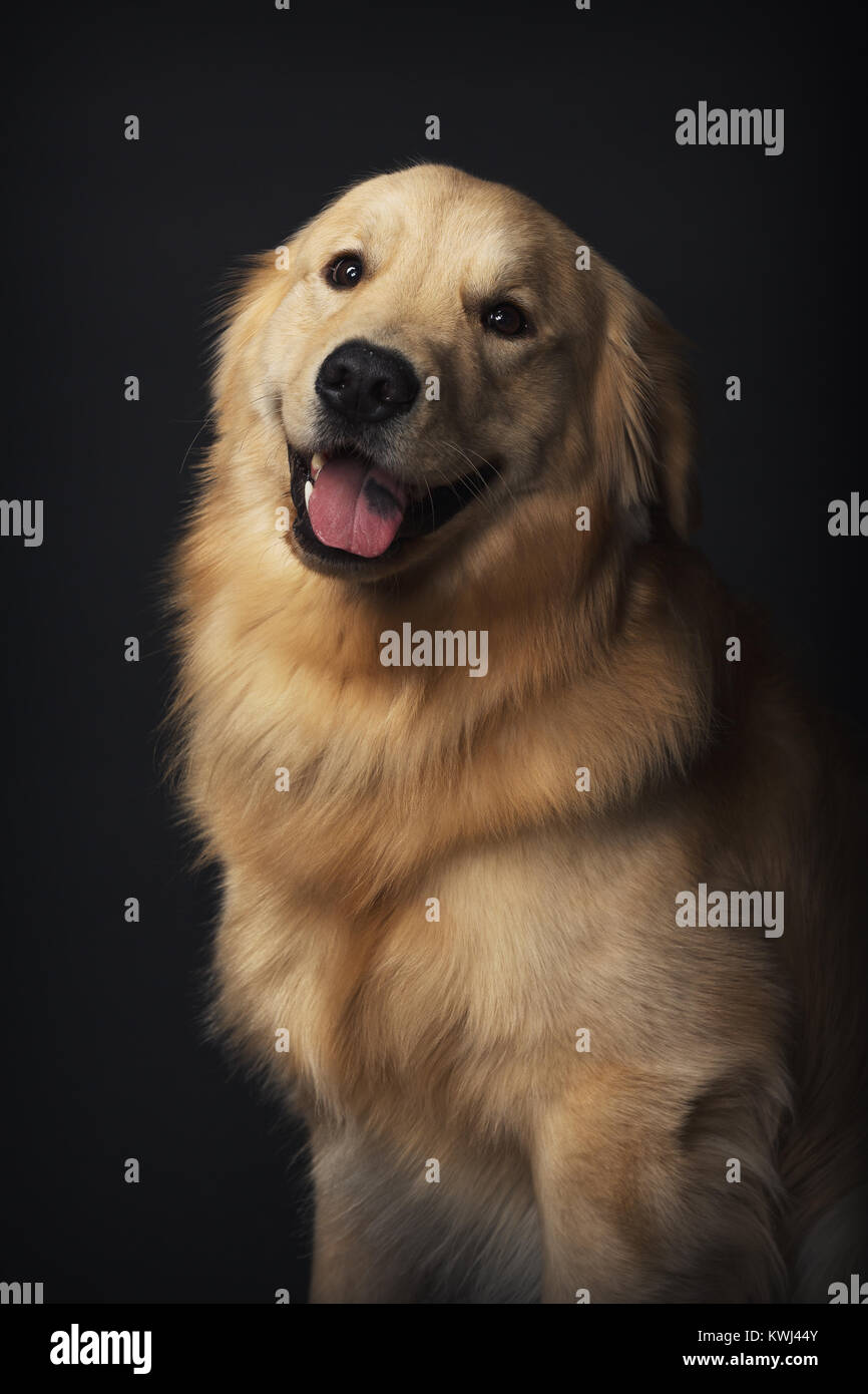 Portrait de chiens Banque D'Images