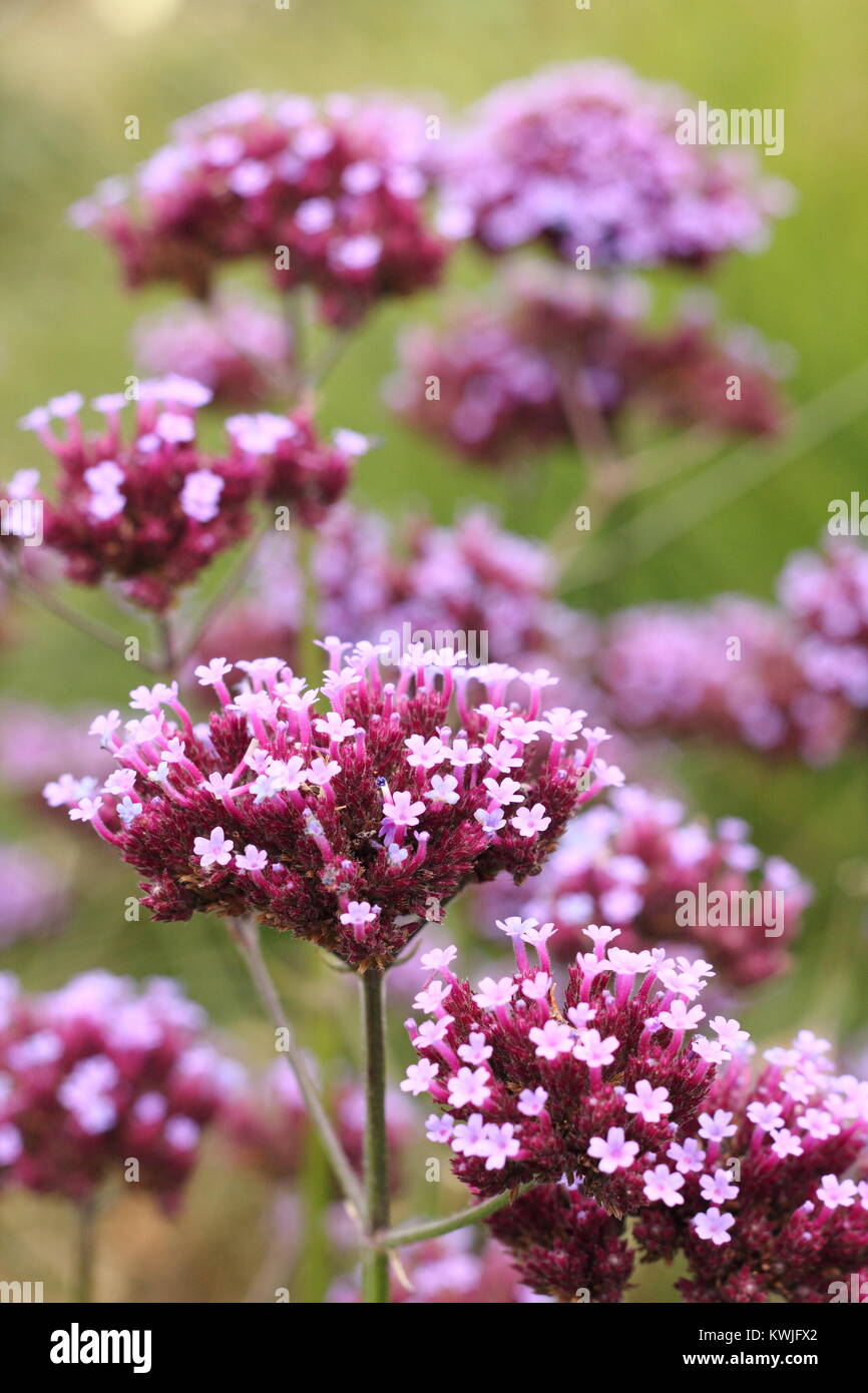 Verbena bonariensis verveine -Argentine - la floraison dans un jardin à la fin de l'été à la frontière, UK Banque D'Images