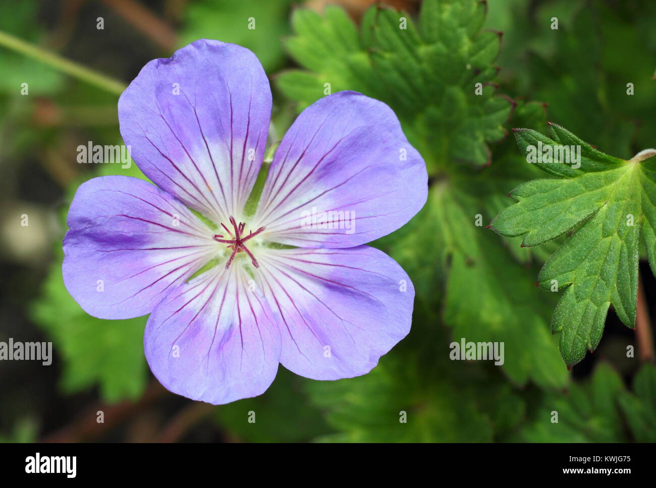 Bleu Violet fleur de géranium 'Rozanne) floraison dans un jardin border à la fin de l'été (septembre), England, UK Banque D'Images