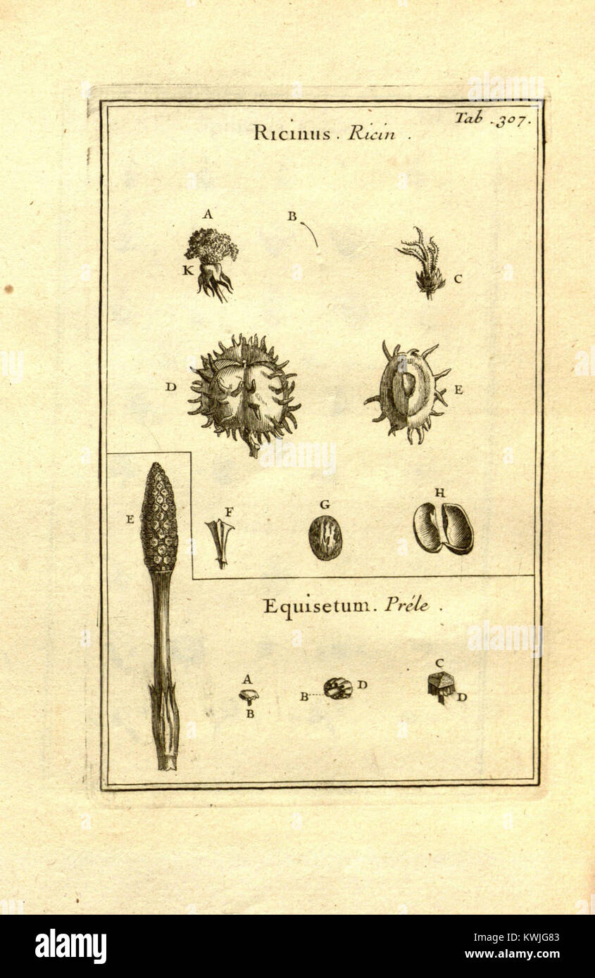 Josephi Pitton Tournefort ... Institutiones rei herbariae (tab. 307) (8161799733) Banque D'Images