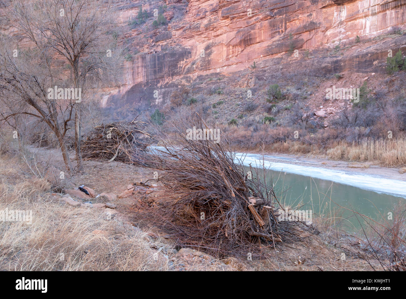 Gateway, Colorado - des piles de tamaris envahissantes qui ont été coupés par les travailleurs de la Bureau de la gestion des terres le long des rives de la rivière Dolores. Banque D'Images