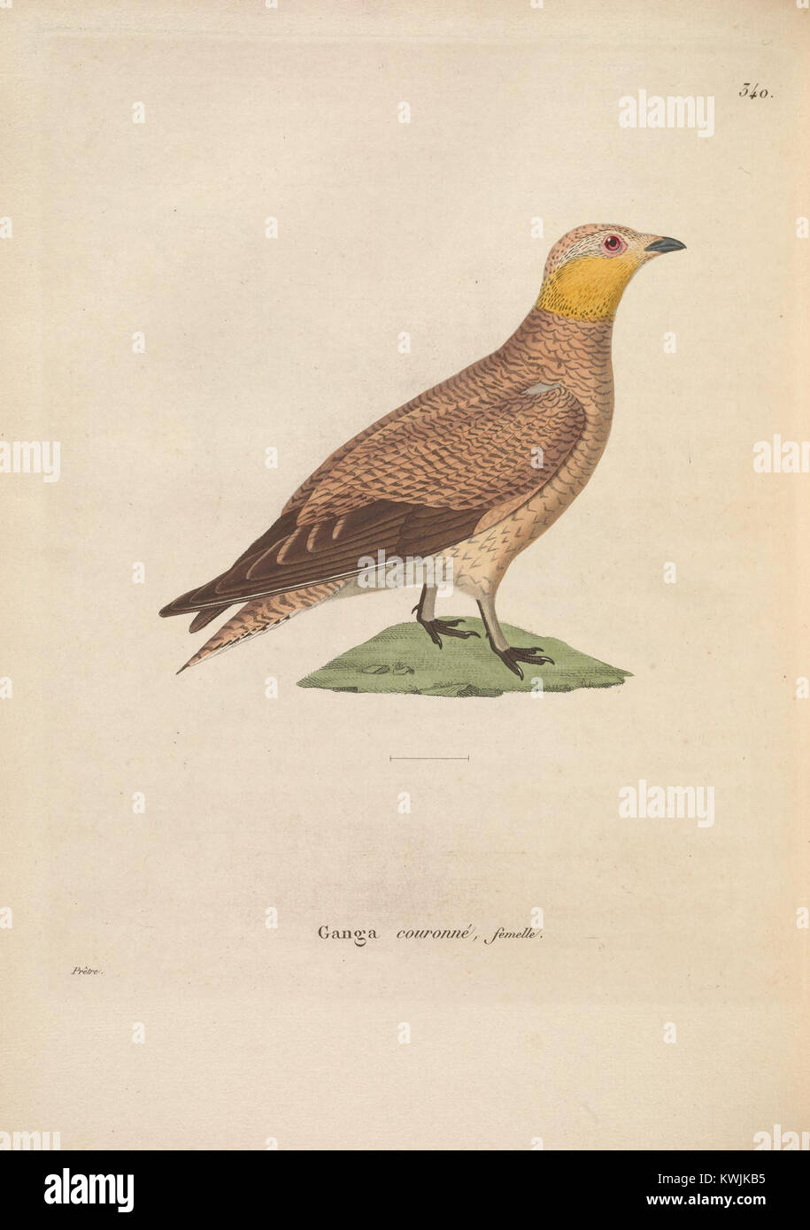 La planche 340 du Nouveau recueil de planches coloriées d’oiseaux présente une illustration colorée à la main d’espèces d’oiseaux, présentant l’art ornithologique et la documentation scientifique du XIXe siècle. Banque D'Images