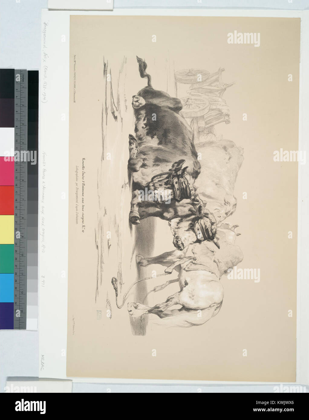 Un dessin représentant deux bœufs, une charrette tirée par un autre bœuf et un cheval, illustrant le travail et le transport des animaux. Le travail fait partie d’une série d’études animales explorant l’anatomie et la vie rurale. Banque D'Images