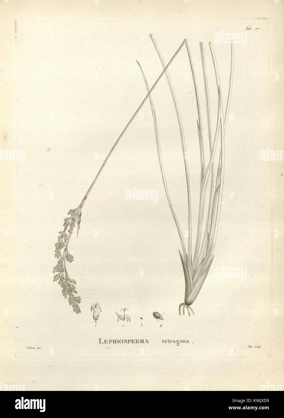 'Novum Hollandiæ Plantarum Specimen' présente des spécimens botaniques des pays-Bas, offrant des classifications détaillées et l'identification des espèces végétales. Onglet. 17 se concentre sur des plantes spécifiques, améliorant la compréhension de la flore dans la région. Banque D'Images