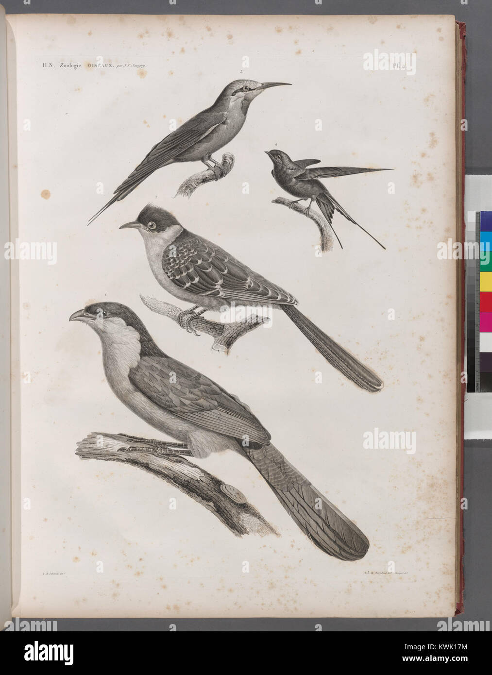 Zoologie. Oiseau. 1. (Houhou Coucal Centropus AEgyptius) ; 2. Coua noir et blanc (Coccyzus Pisanus) ; 3. Guépier Savigny (Merops savignyi) ; 4. Hirondelle de Riocour (Hirundo Riocourii) (NYPL)14212718-1268476 b Banque D'Images