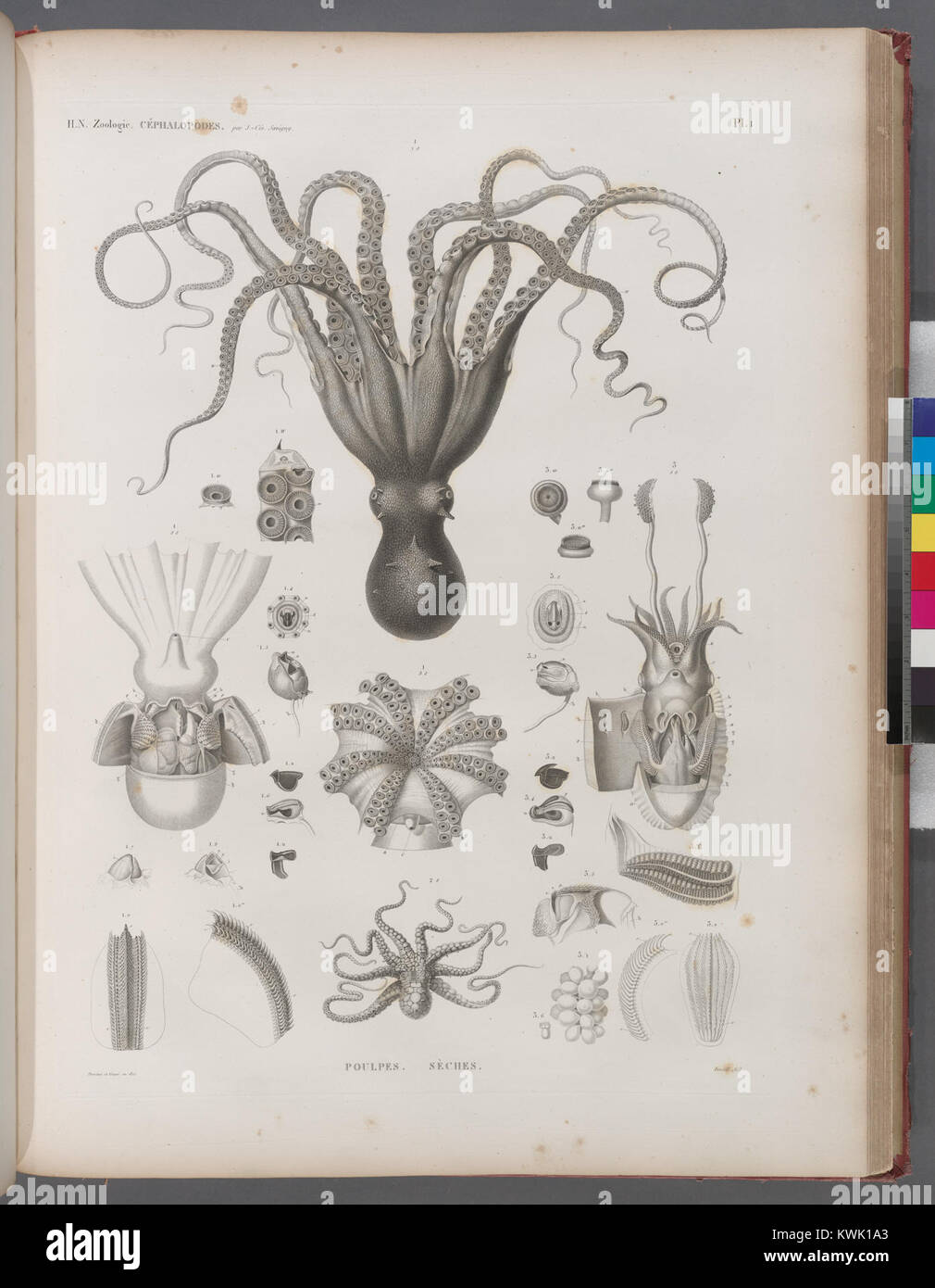 Cette plaque d'étude zoologique représente des céphalopodes tels qu'une pieuvre et une seiche, illustrant leurs tentacules, leur manteau, leur sac d'encre et leur seiche (chez la seiche), illustrant ainsi les caractéristiques clés de l'anatomie des céphalopodes et des adaptations à la vie marine. Banque D'Images