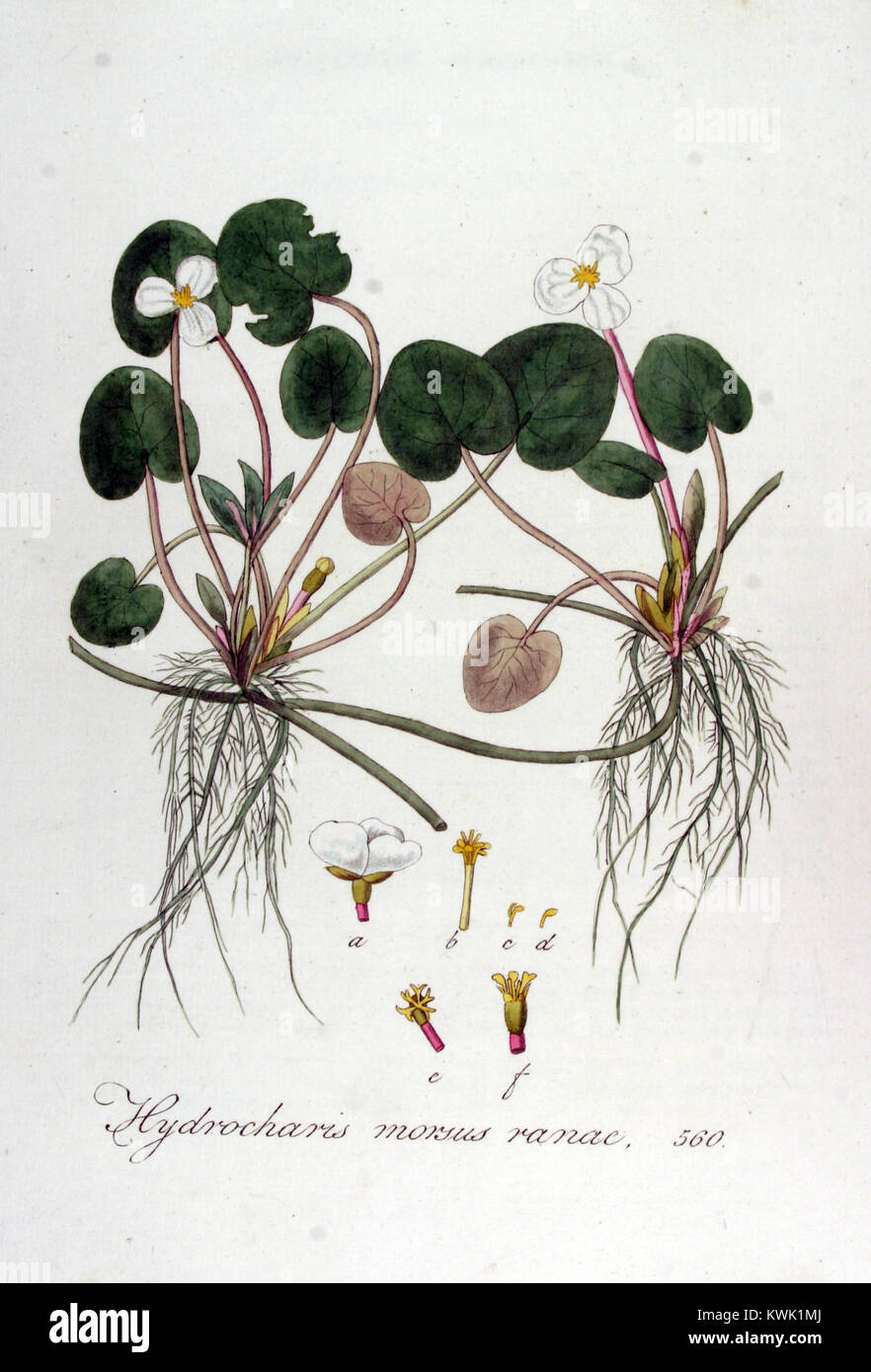 La plaque « Hydrocharis morsus-ranae » de Flora Batava volume 7 illustre la plante aquatique communément appelée grenouille européenne, montrant ses feuilles arrondies flottantes et ses fleurs blanches aux centres jaunes. Banque D'Images