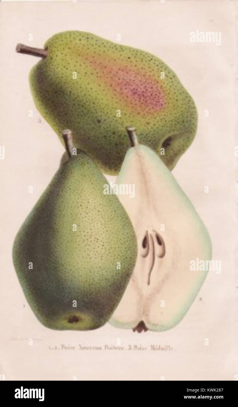 Une illustration botanique de 1853 représentant une variété de poires d'une collection horticole belge, montrant des caractéristiques détaillées pour l'étude scientifique. Banque D'Images