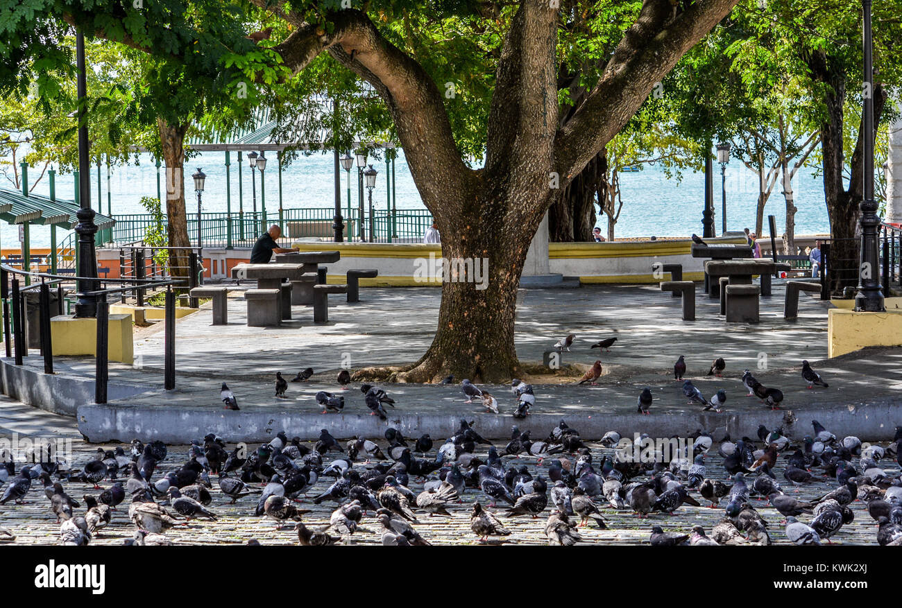 Old San Juan, Puerto Rico, relaxant avec les pigeons par la mer. Banque D'Images