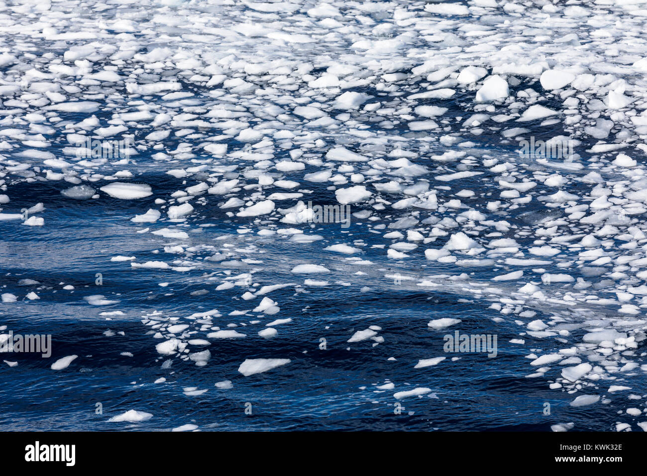 La glace de mer flottante ; Anvers ; l'île de l'Antarctique Banque D'Images