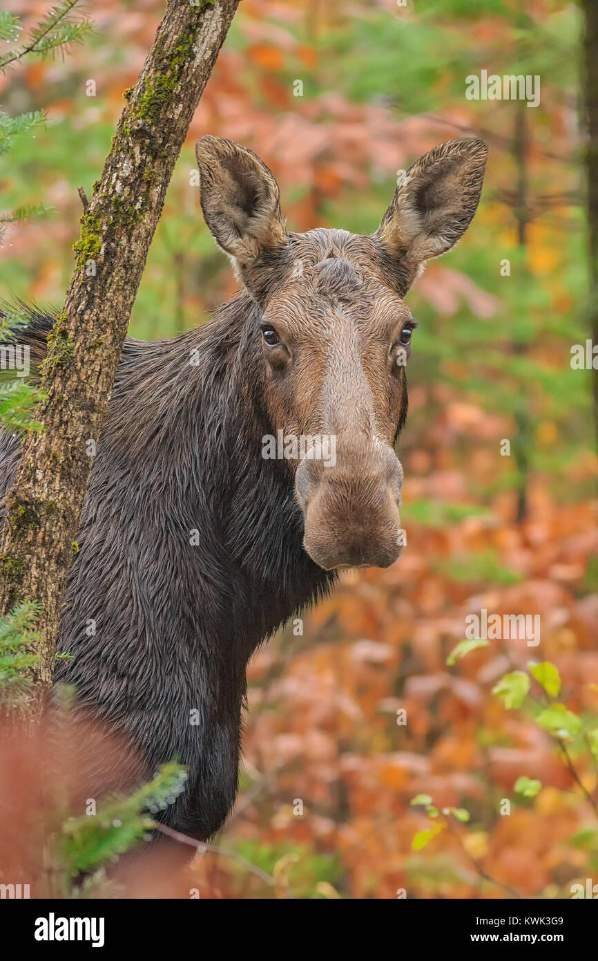 Un orignal femelle portrait en automne. Banque D'Images