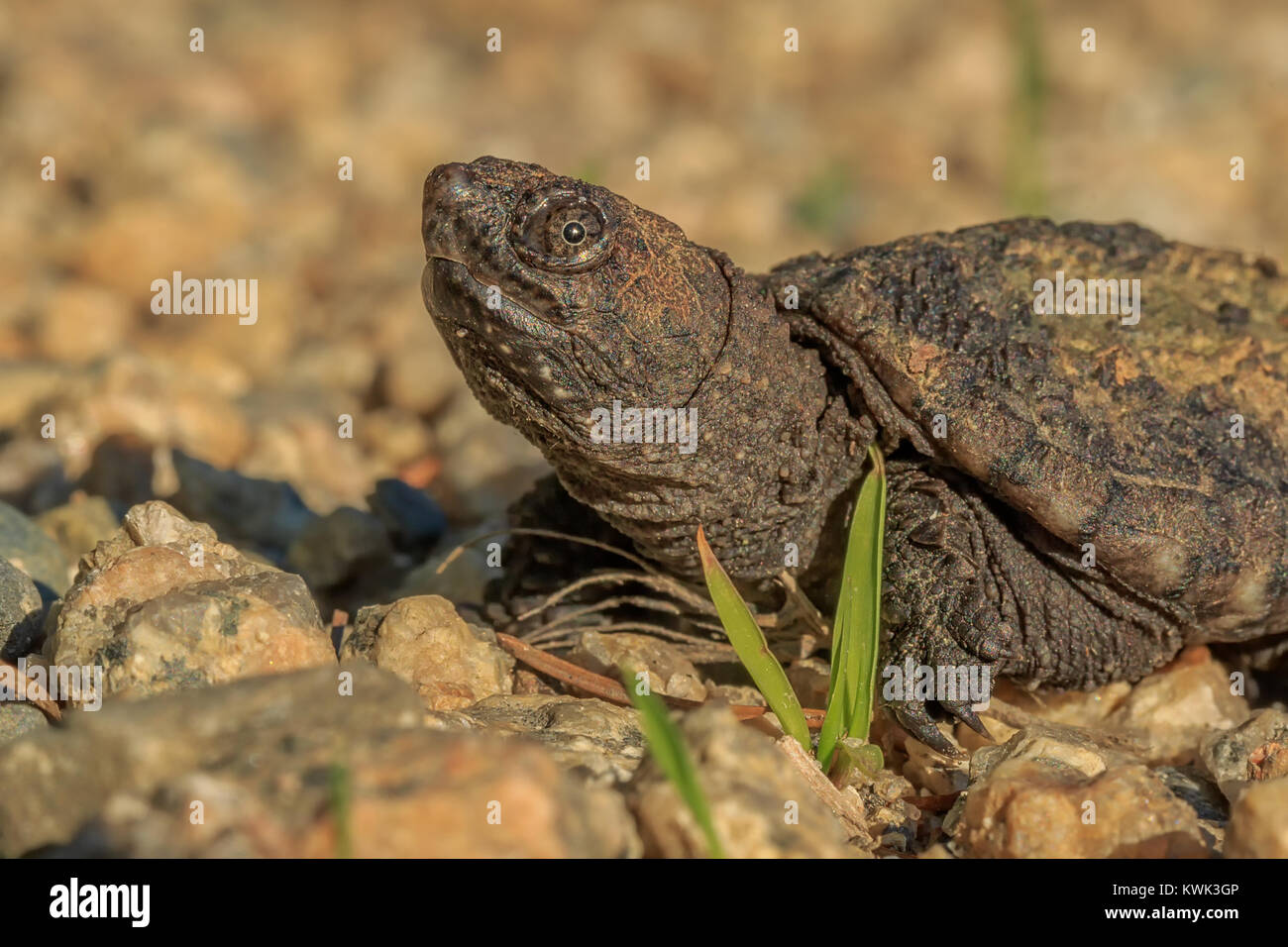 Un portrait d'un bébé tortue chélydre, légèrement plus grand qu'un demi-dollar. Banque D'Images