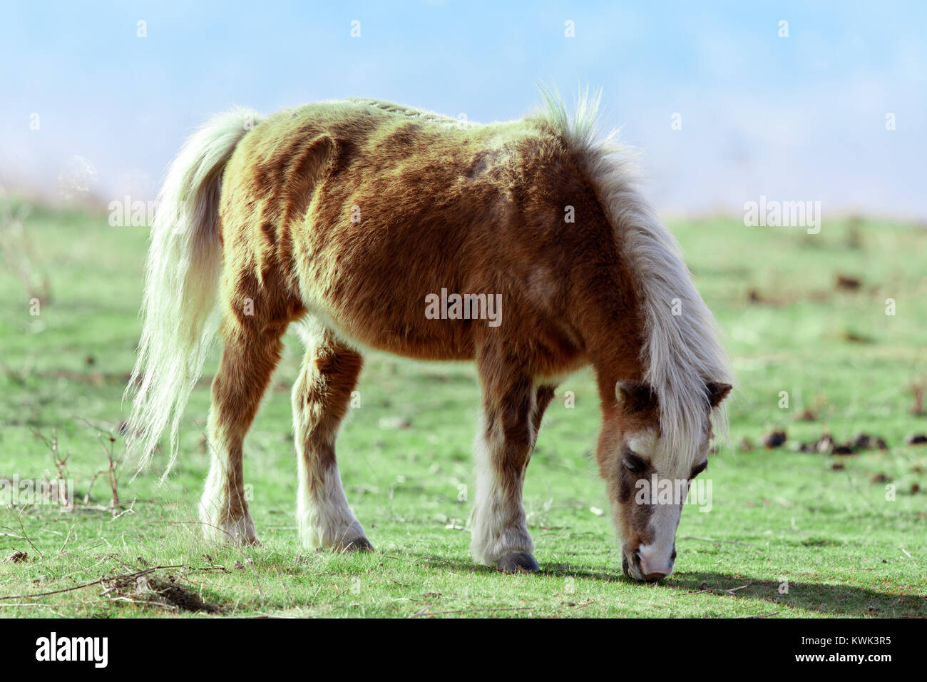 Pony (Equus ferus caballus) paître dans le champ. Banque D'Images