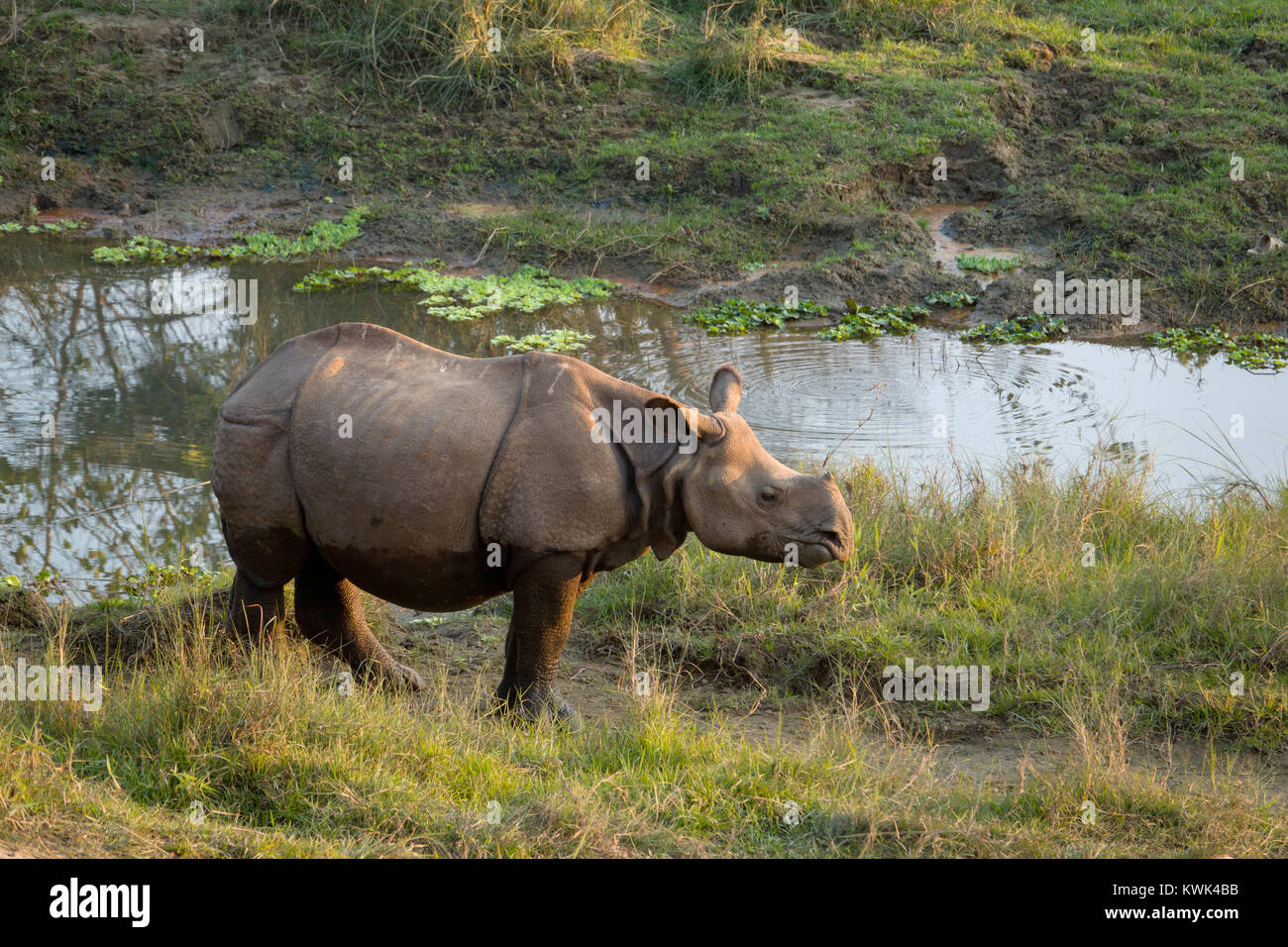 À une corne pour mineurs (rhino Rhinoceros unicornis) dans le parc national de Chitwan, au Népal Banque D'Images