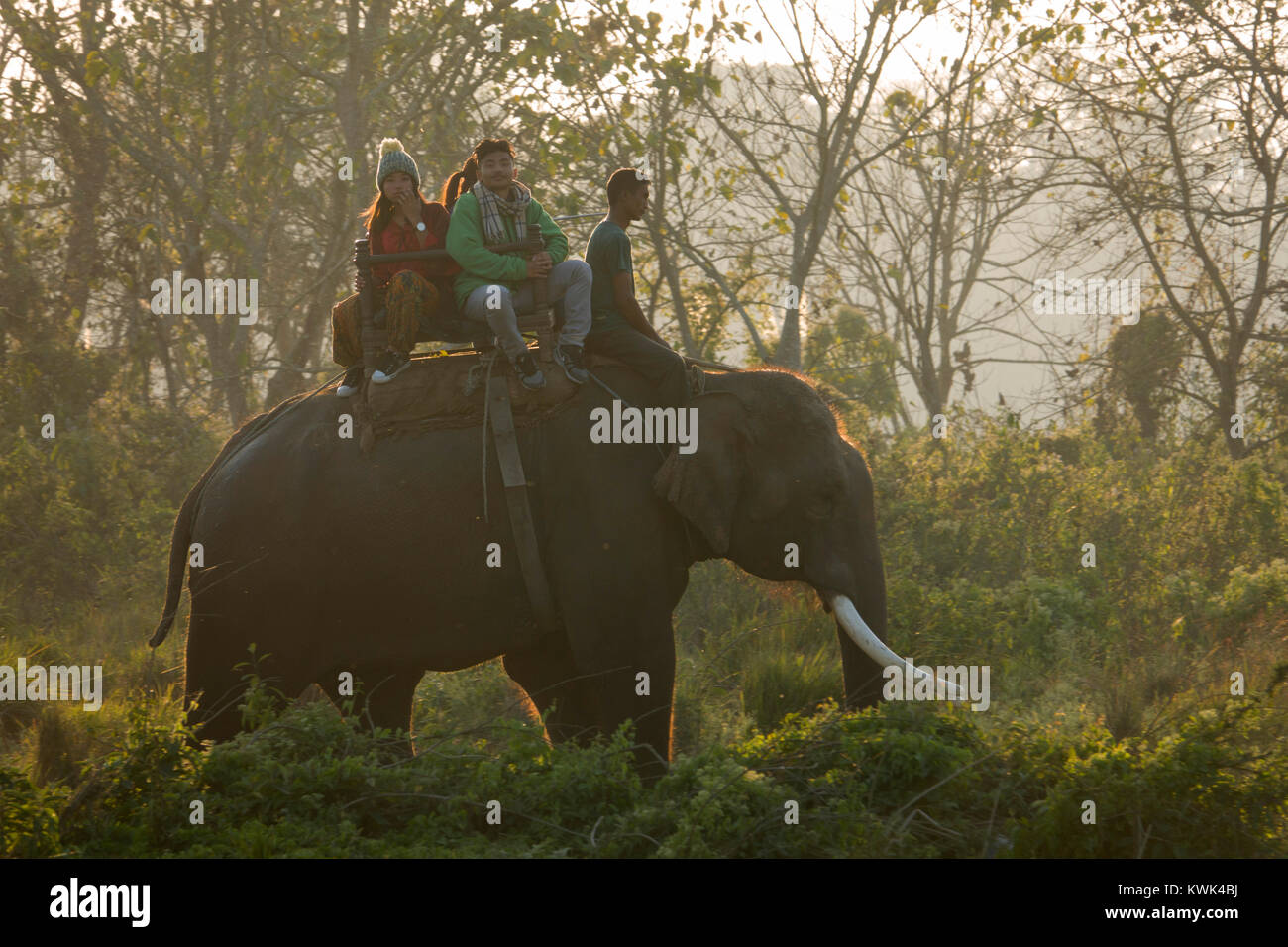Les touristes sur elephant jungle safari dans le parc national de Chitwan, au Népal Banque D'Images