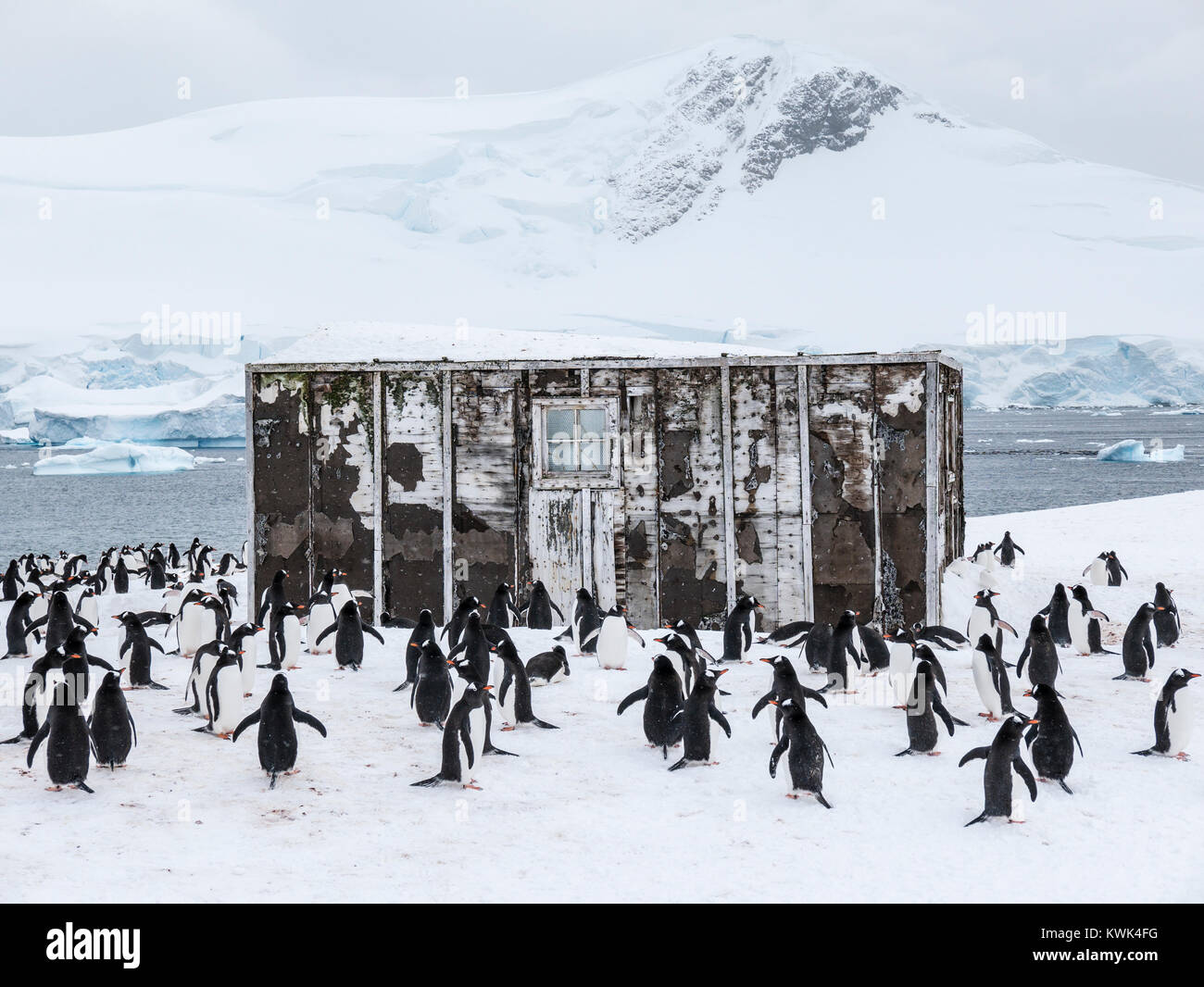 Gentoo pingouin à longue queue ; Pygoscelis papua ; Centre de recherche chilien de l'Antarctique ; Banque D'Images